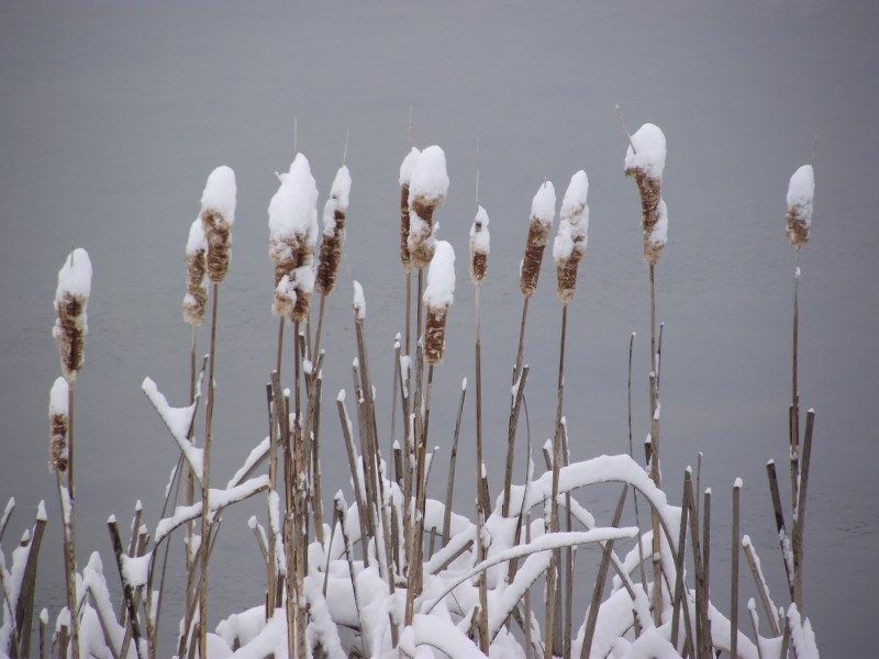 Snow Covered Plants
