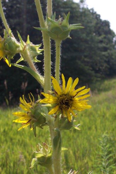 Compass Plant